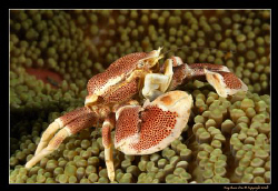 Porcelain Crab, D300, 105VR Macro by Kay Burn Lim 
